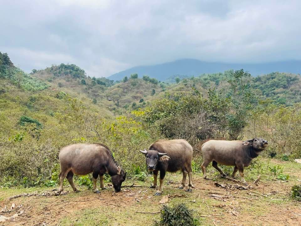 Family Cycling Tour in Northern Vietnam 12 Days